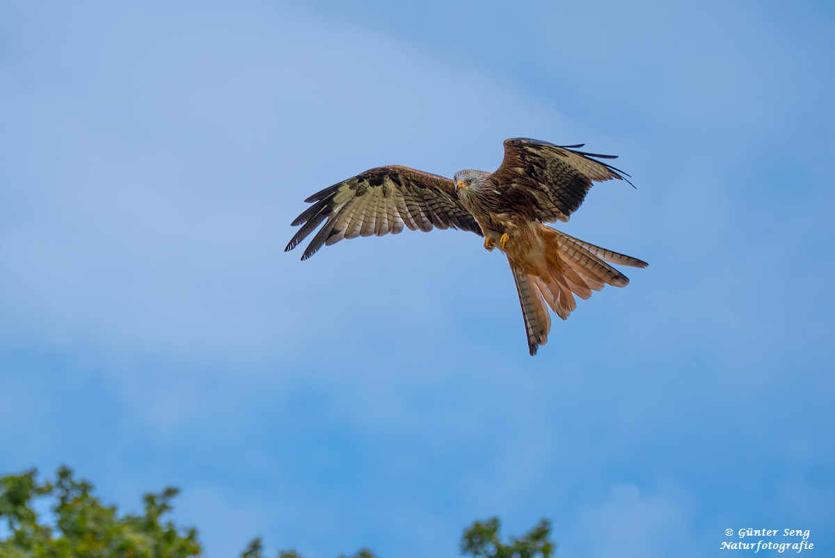 Majestätischer Überflug