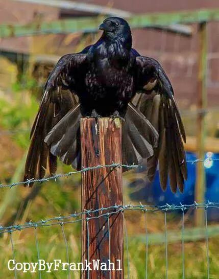 Majestätischer Vogel.....