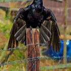 Majestätischer Vogel.....