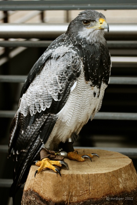 Majestätischer Vogel