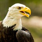 Majestätischer Weißkopfseeadler!