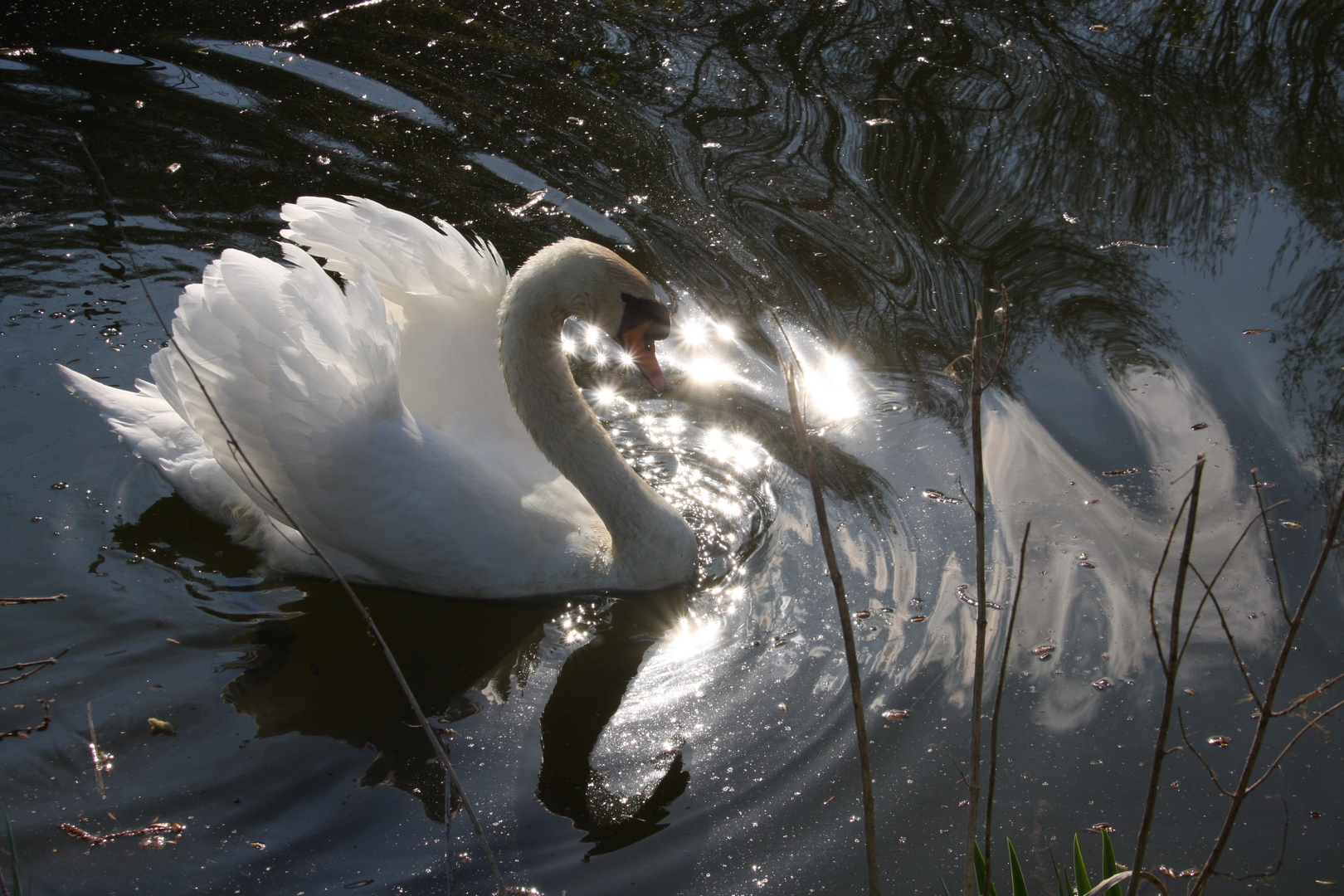 Majesté le cygne