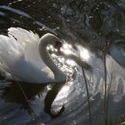 Majesté le cygne