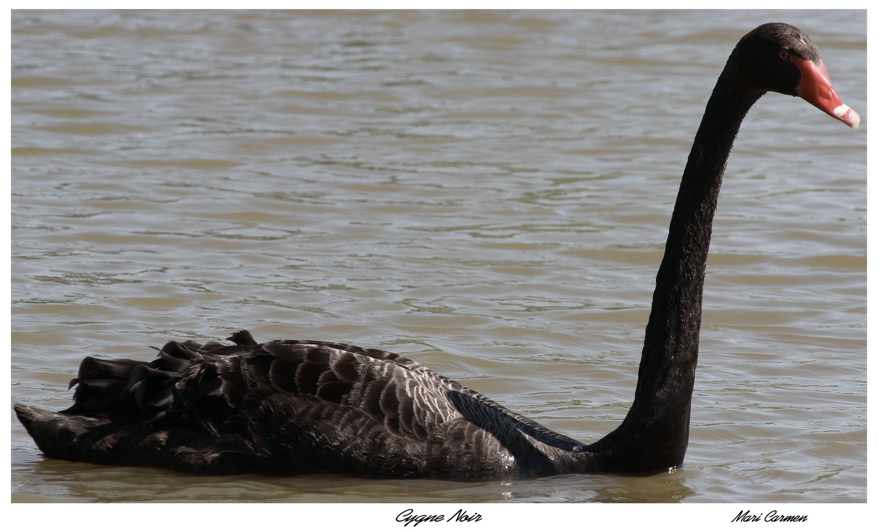 Majestic ...Black!