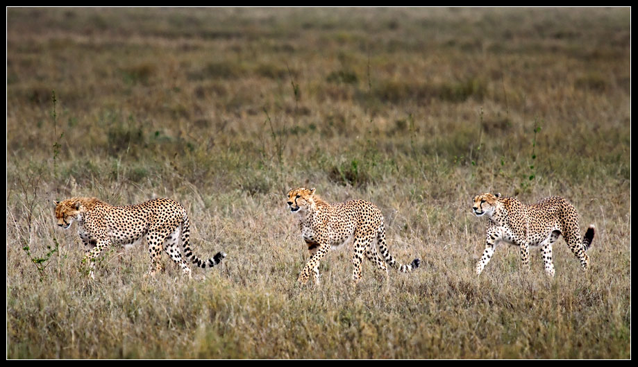 majestic cheetah