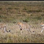 majestic cheetah