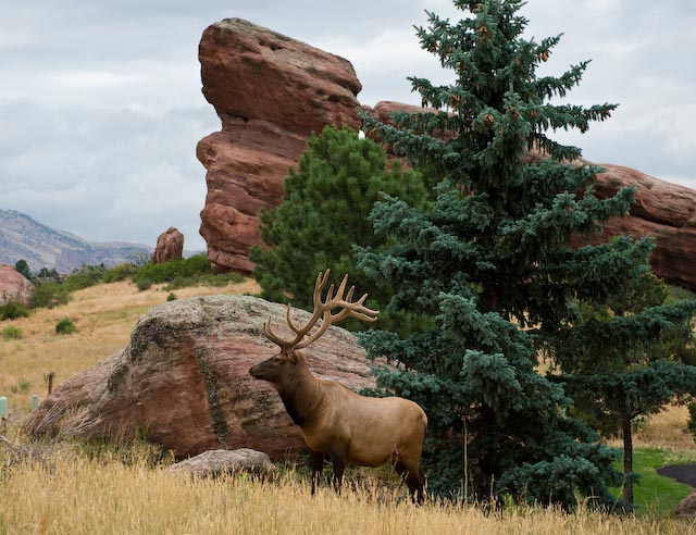 Majestic Fall Elk