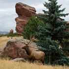 Majestic Fall Elk