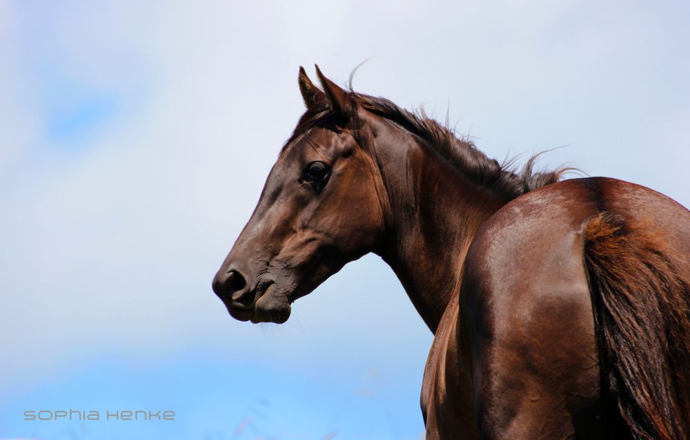 Majestic horse