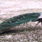 majestic peacock