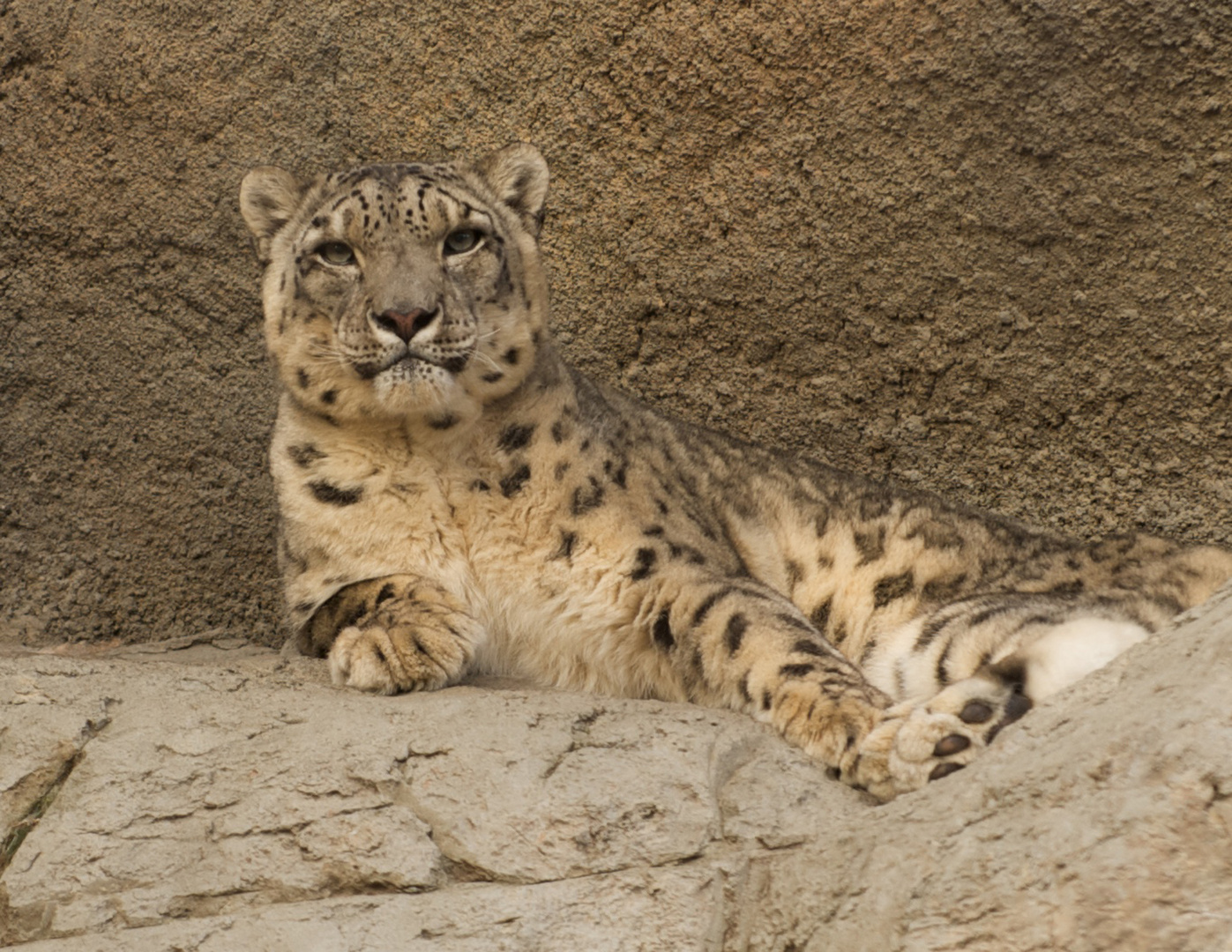 Majestic Snow Leopard