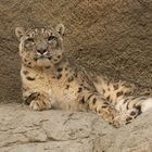 Majestic Snow Leopard