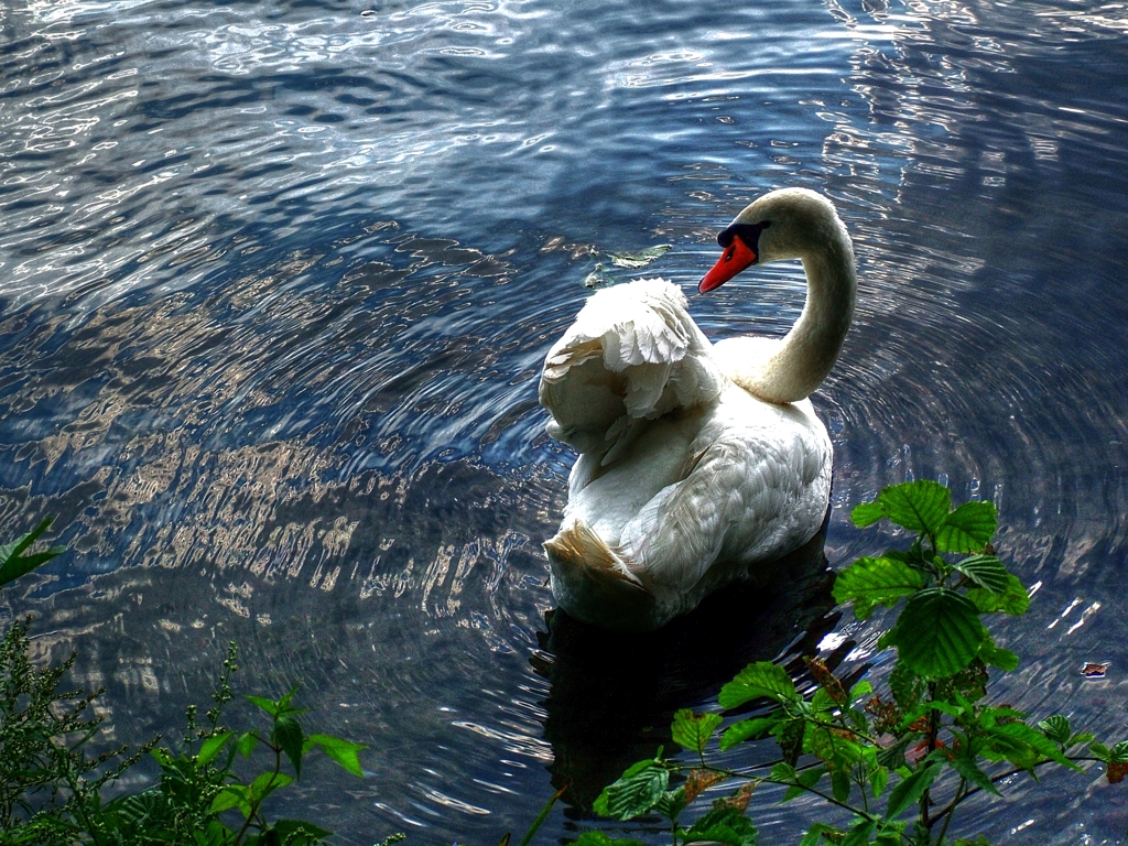 Majestic Swan