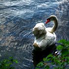 Majestic Swan