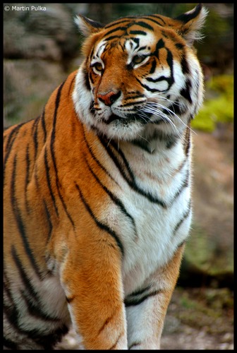 Majestic Tiger