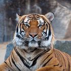 Majestic Tiger