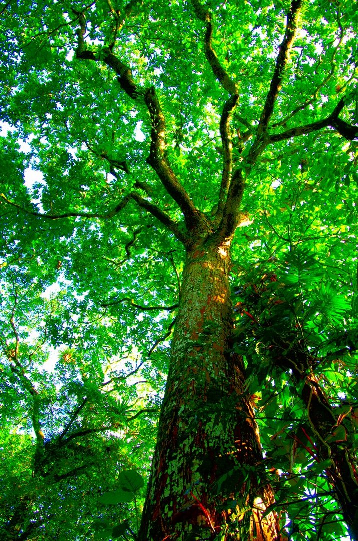 Majestic tree of Colombia's rainforest