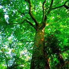 Majestic tree of Colombia's rainforest