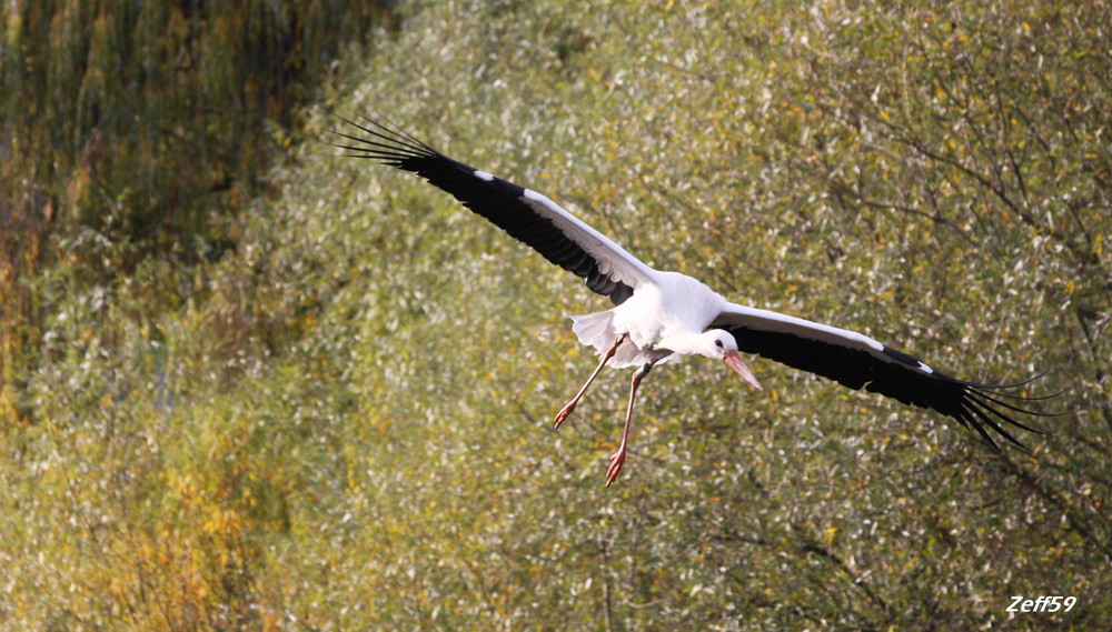 Majestueuse Cigogne!