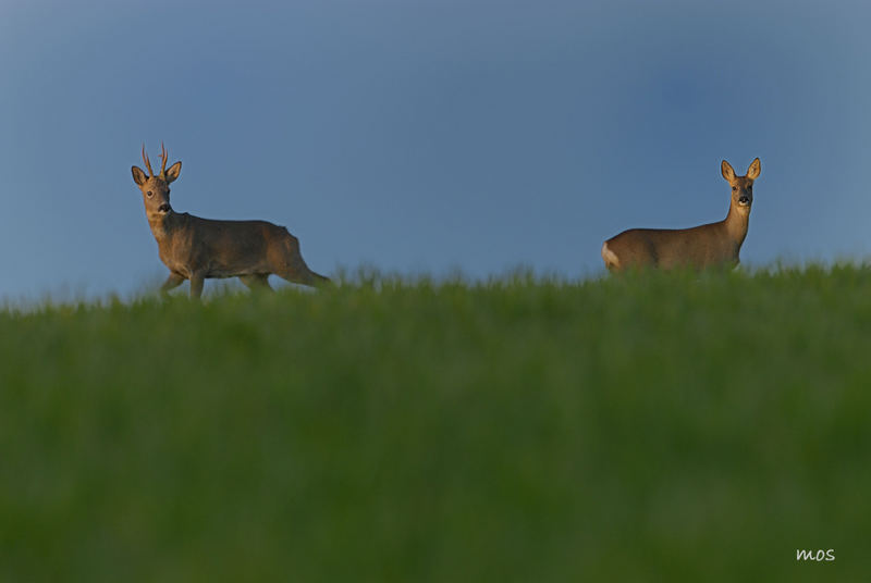 Majestueux