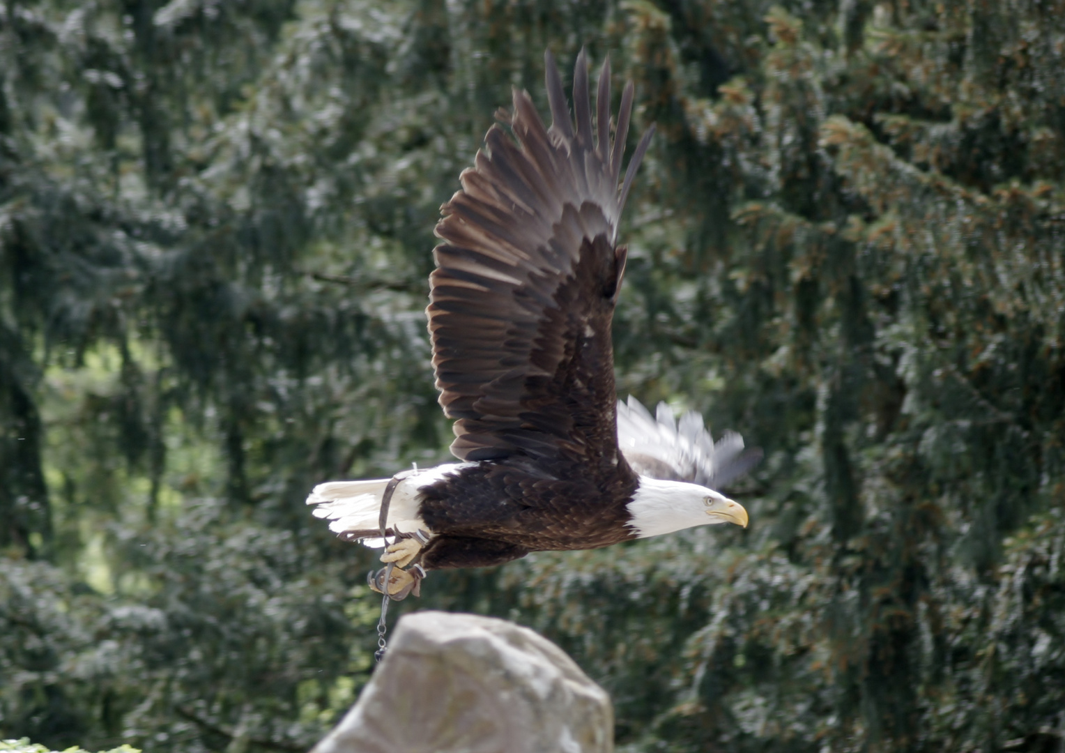 Majestueux!!!