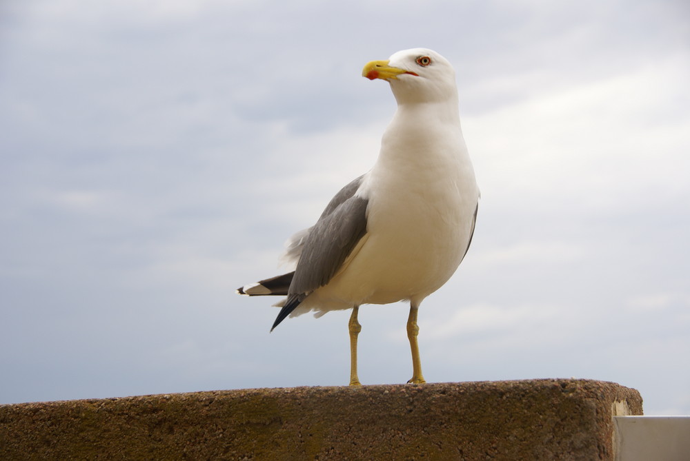 Majestueux