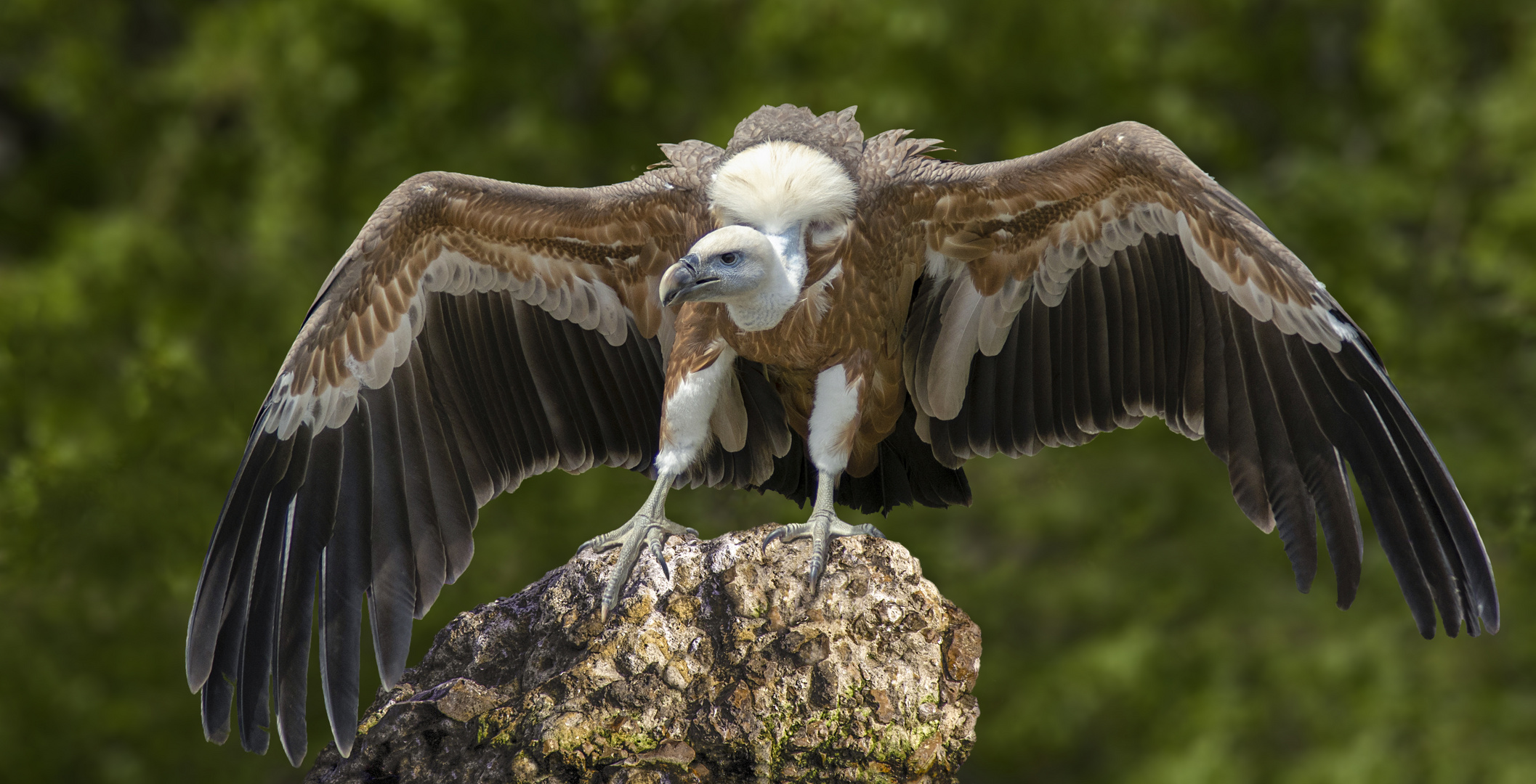 Majestueux charognard (Gyps fulvus, vautour fauve)