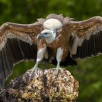 Majestueux charognard (Gyps fulvus, vautour fauve)