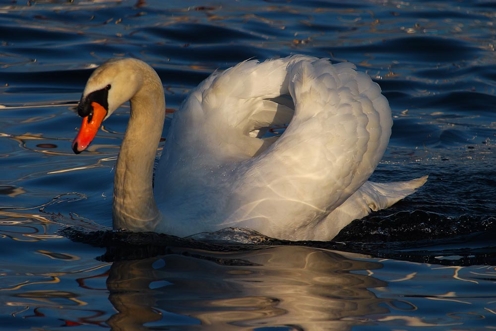 Majestueux cygne du Léman