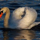 Majestueux cygne du Léman