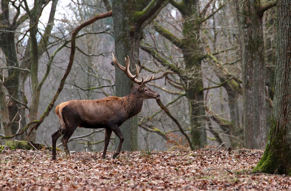 " Majestueux "