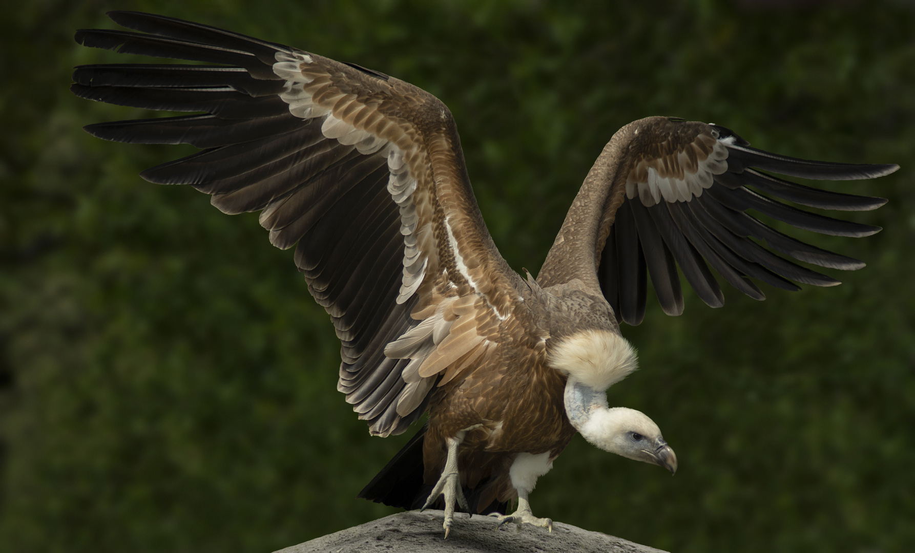 Majestueux (Gyps fulvus, vautour fauve)