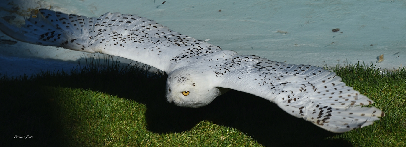 Majestueux harfang des neiges