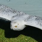 Majestueux harfang des neiges