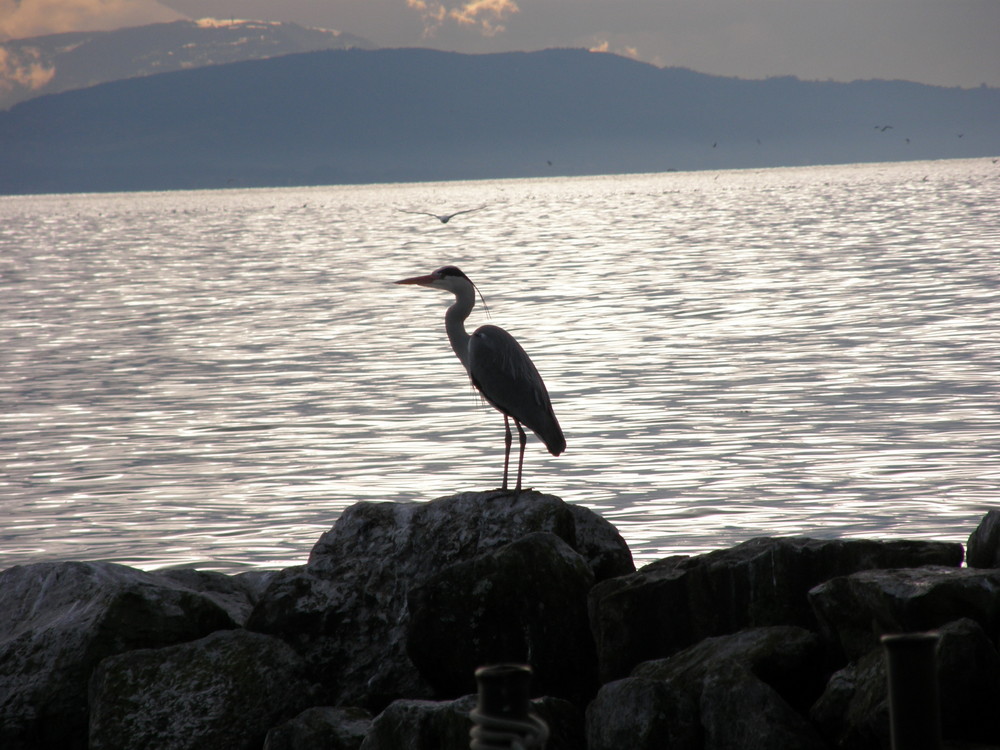 Majestueux héron