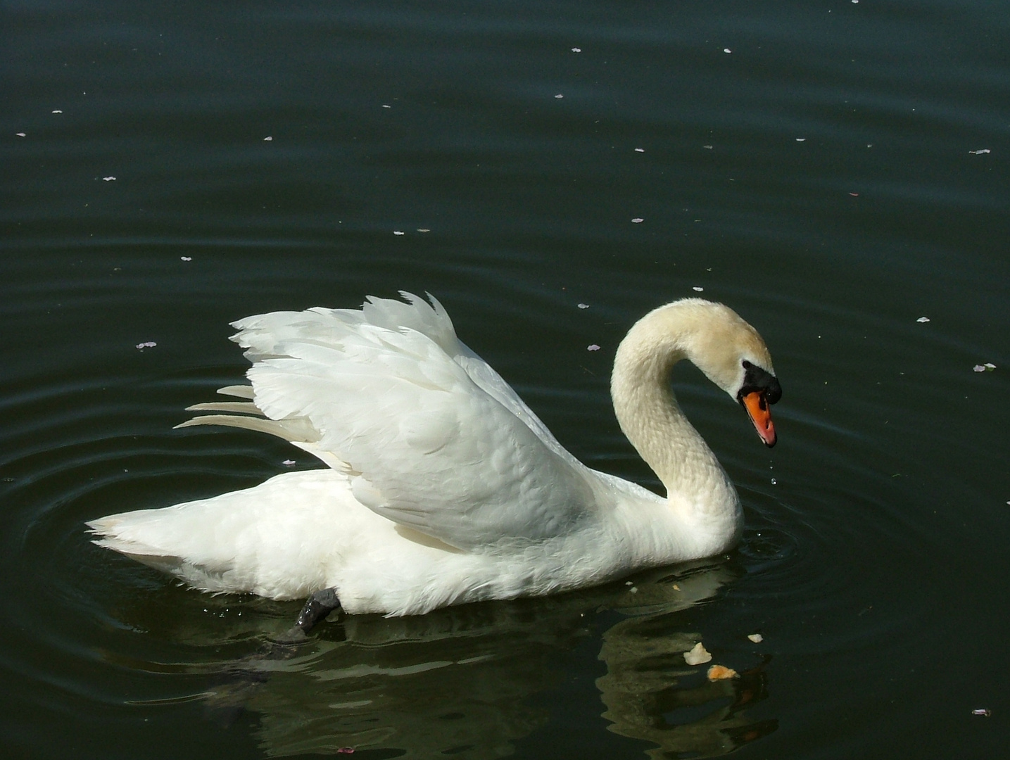 majestueux LE CYGNE