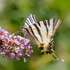 Majestueux papillon : le flambé.