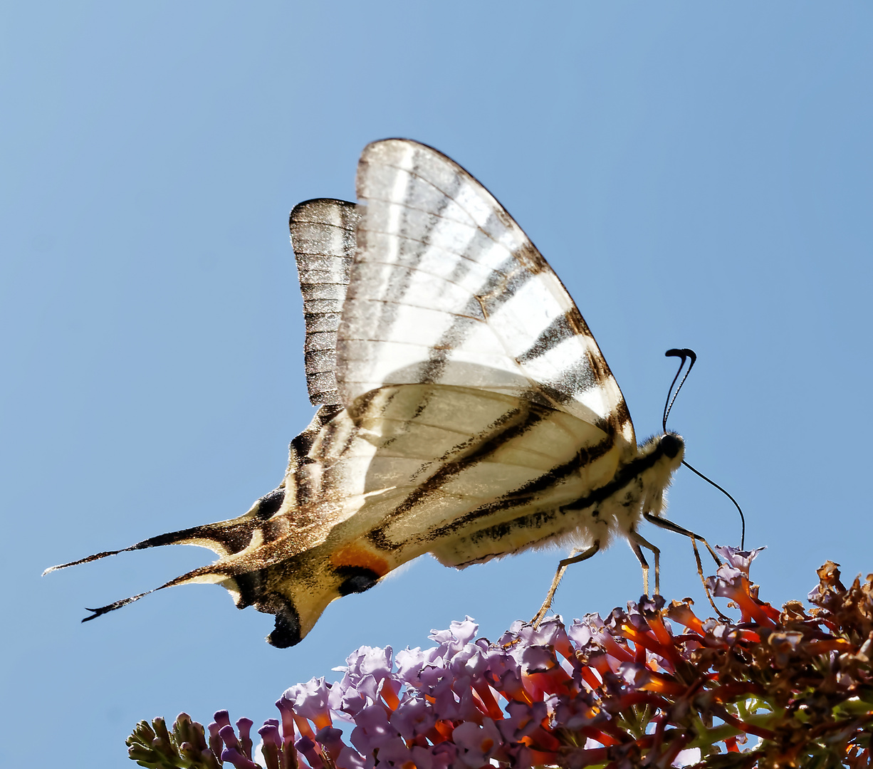 Majestueux papillon : le flambé.