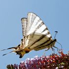 Majestueux papillon : le flambé.