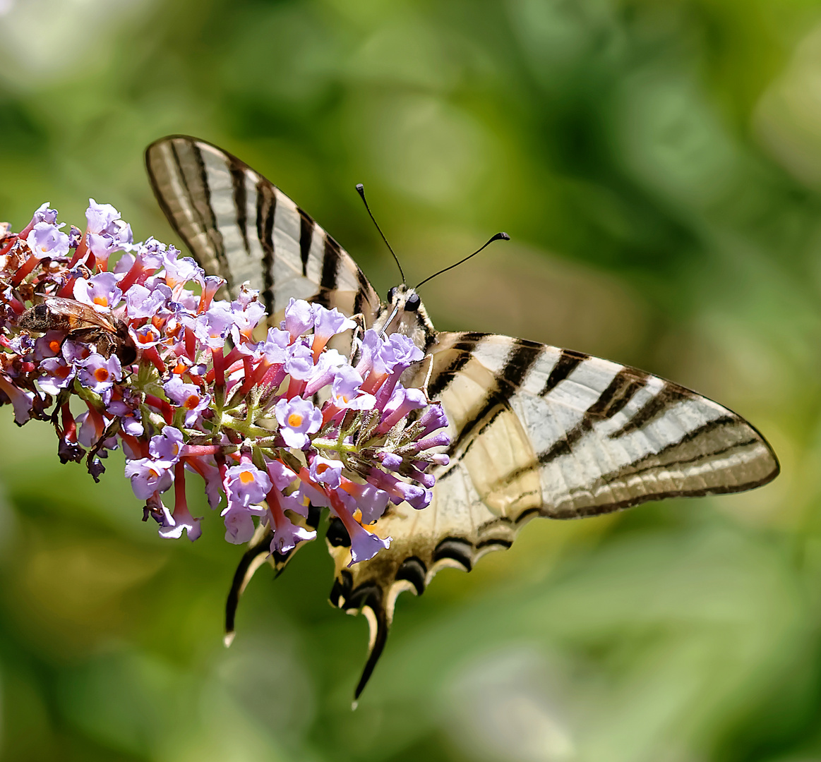 Majestueux papillon : le flambé.