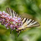 Majestueux papillon : le flambé.