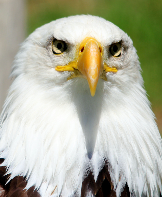 majestuosa rapaz