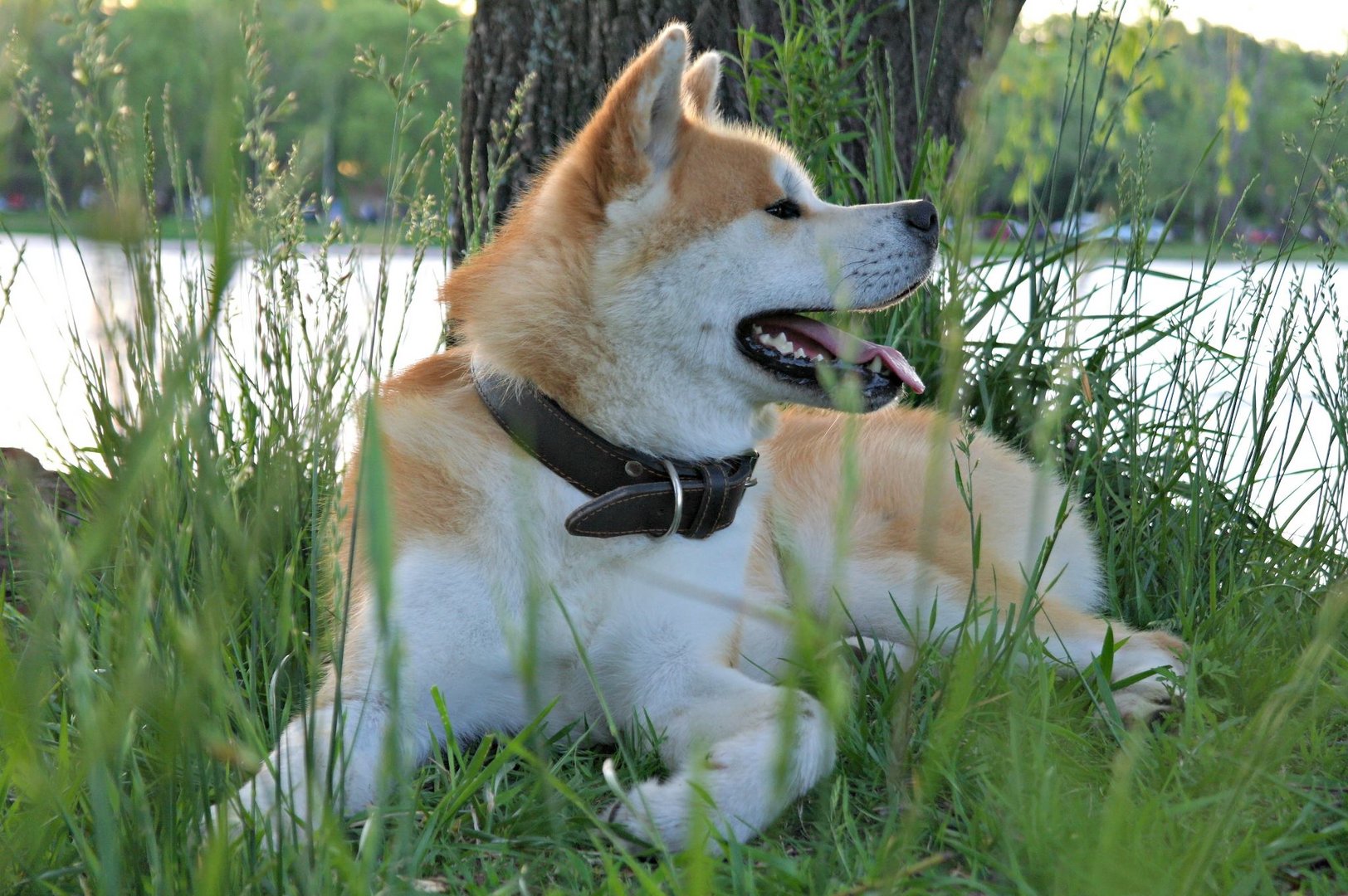 Majestuoso Akita