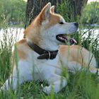 Majestuoso Akita