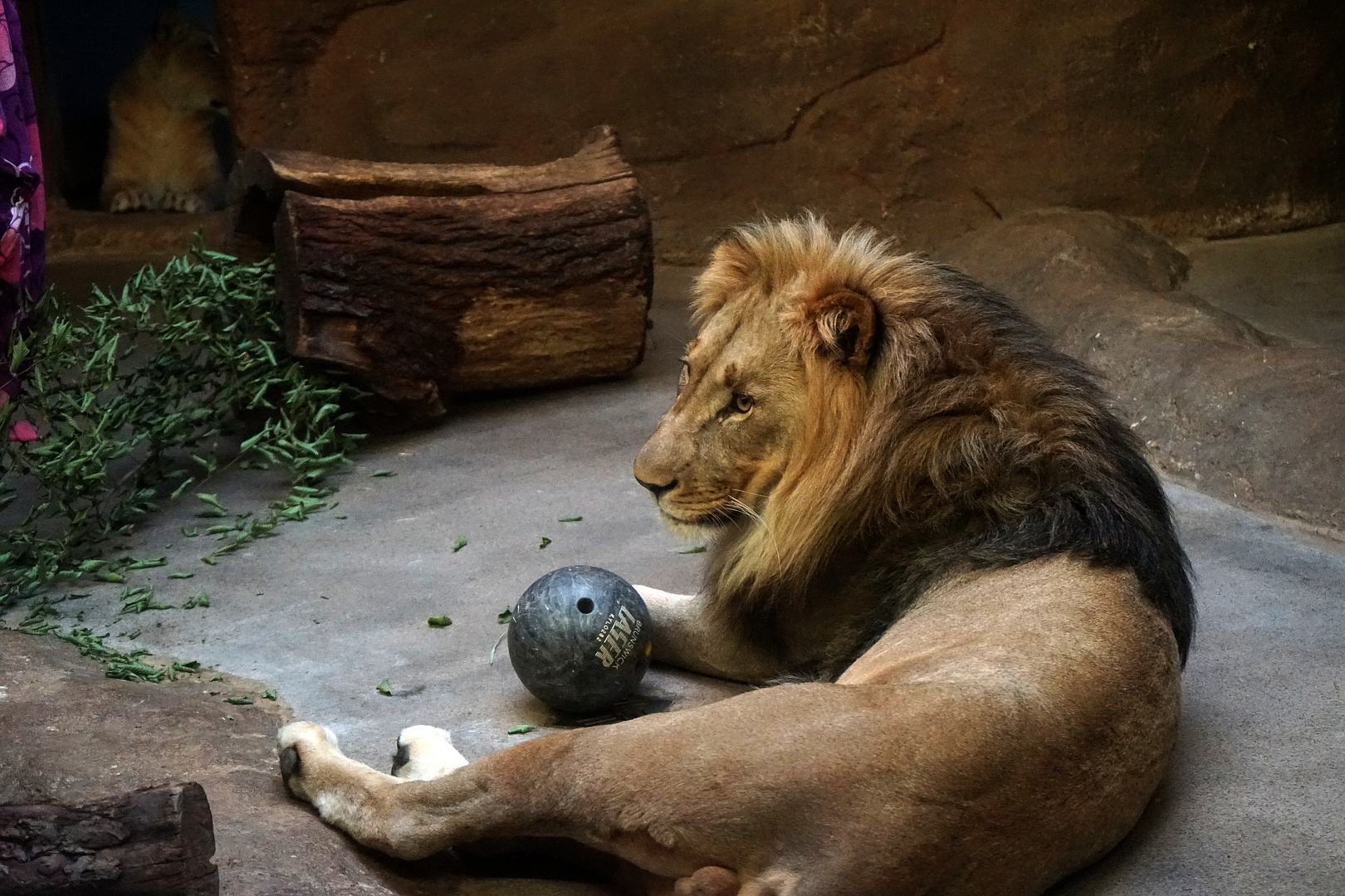 Majo im Zoo Leipzig, 2018. Leider gestorben im Jahre 2023