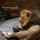 Majo im Zoo Leipzig, 2018. Leider gestorben im Jahre 2023