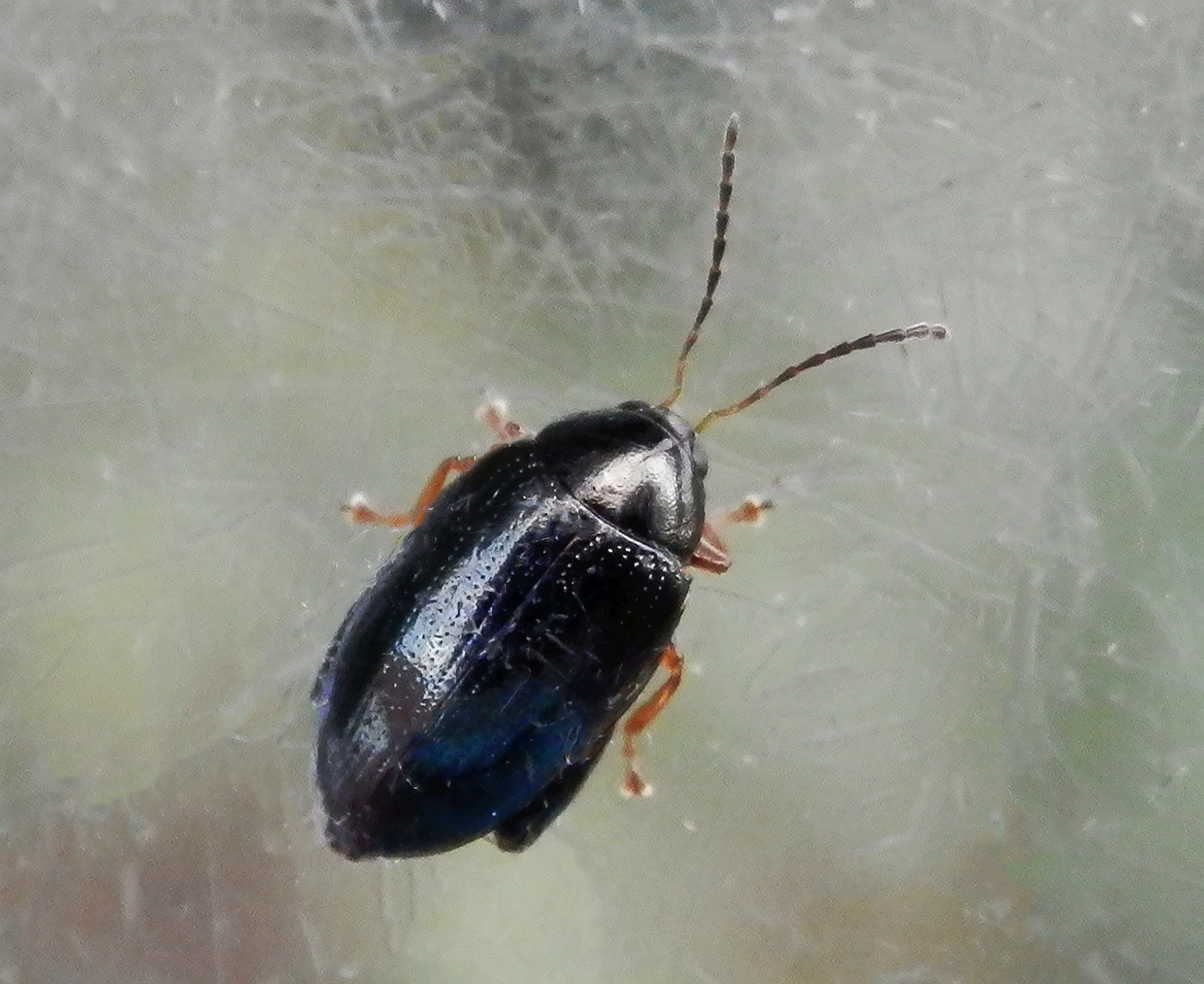 Majoran-Erdfloh (Longitarsus obliteratus) im Supermakro