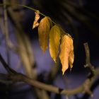 Majorell-Blau und das Herbstblatt