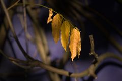 Majorell-Blau und das Herbstblatt