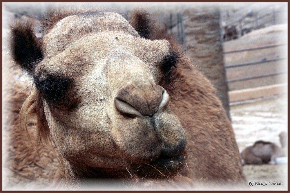 "Majorero"- Kamel im Lajita Oasis Park auf der Insel Fuerteventura